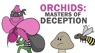Orchids: The Masters Of Lying, Cheating &amp; Stealing