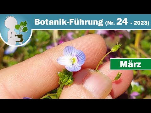 Purpurrote Taubnessel, Ehrenpreis & Windröschen - Frühblüher im März (Wildkräuter & Botanik-Wissen)