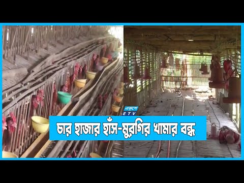 গাইবান্ধায় বন্ধ চার হাজার হাঁস-মুরগির খামার