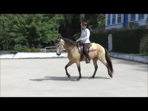 Mangalarga Marchador Wallach Argentino V8, Marcha Picada