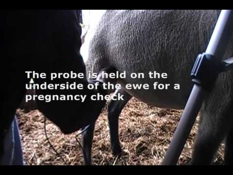 Ultrasound in Livestock: Sheep Demonstration