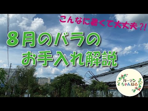 バラの剪定は何月に行うのですか？実践的なアドバイス  庭園