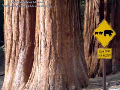 Aldo Romano - caruso