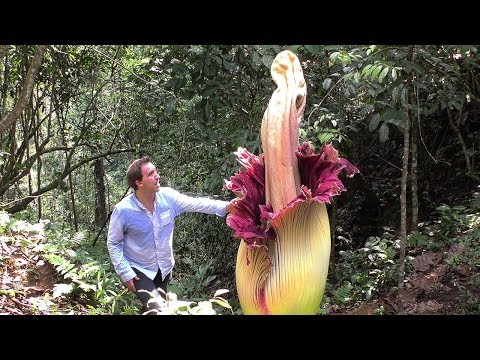 Weird Nature: 15 of the Biggest Flowers on Earth