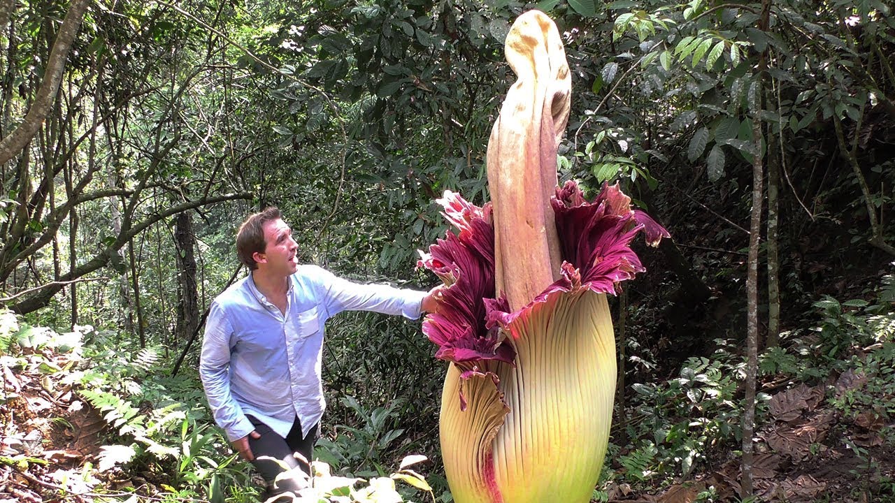 World's BIGGEST Flowers! (World's Most Spectacular Plants episode 2 of 14)