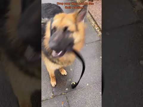 Throw away the leash and see how the dog reacts😆🐕