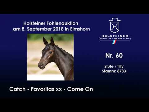 Holsteiner Fohlenauktion | Nr. 60 v. Catch - Favoritas xx