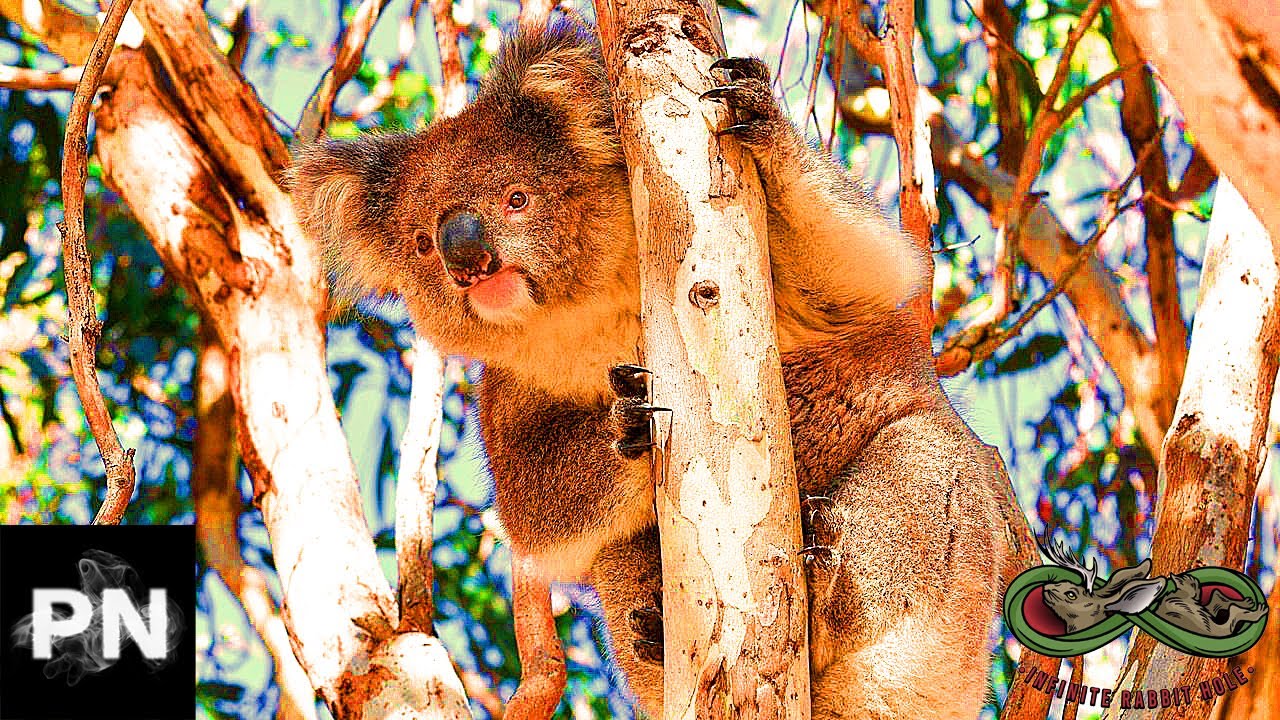 Drop Bears Drop Bears