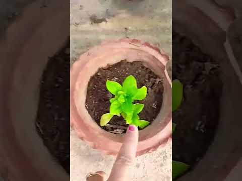 , title : 'Petunia plant#plant#other pots... it's Me......Padma.....💖'