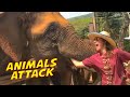 Funny Animals ATTACK Caught On Camera Animals Encounter PETASTIC