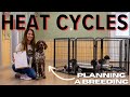 Dog Heat Cycles And Dog Breeding Best Practices