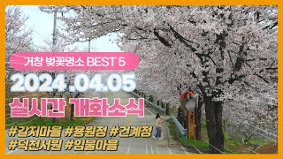 [영상기자단] 거창 벚꽃 명소 5 투어_김리안+류광우