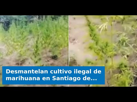 Desmantelan cultivo ilegal de marihuana en Santiago de Cuba: Esto fue lo que encontraron
