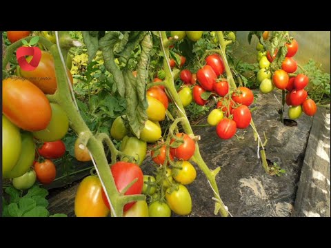 , title : 'Kako ostvariti velike prinose paradajza na malom prostoru'