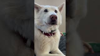 Inuk has been asking to have his ears cleaned #dogcare