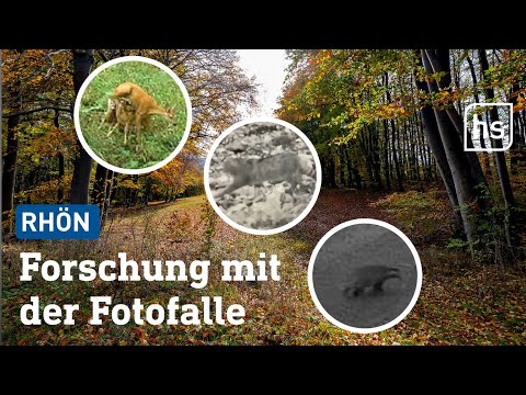 So vielfältig ist die Tierwelt in der Rhön | hessenschau
