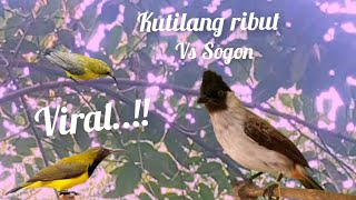 Download lagu Suara Pikat Kutilang Ribut Vs Sogon Paling Viral mp3