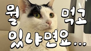 그래서 수의사네 고양이는 무슨 사료를 먹고 있을까?