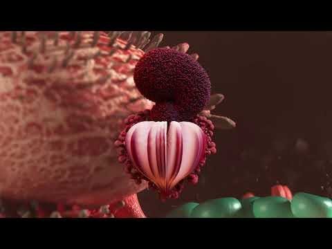 Video thumbnail for Ovule (Sega Bodega Remix)