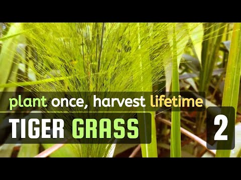 Tiger Grass - 2 | Benefits of cultivation |  Propagation methods - Vichitra Trees | #broom