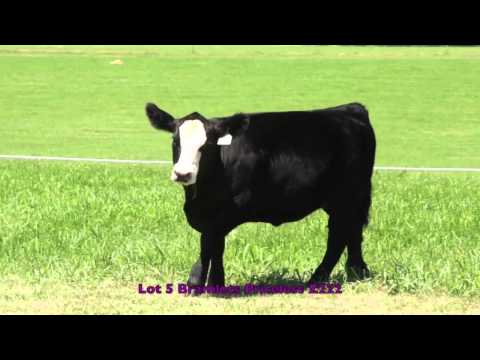 Lot 5 Summer Stakes 2013 Z222