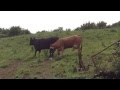 Two Cows Fighting
