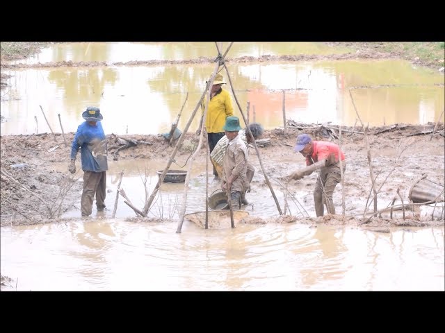 Catching fish with bare hands in Thailand