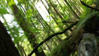 Outtake: Old-Growth Drone Crash