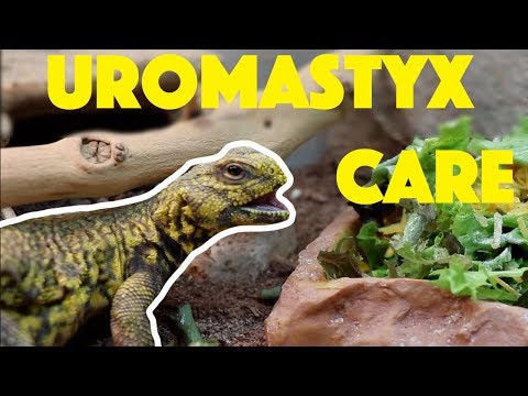 Trnochvost saharský (Uromastyx geyri) — video o chove a starostlivosti