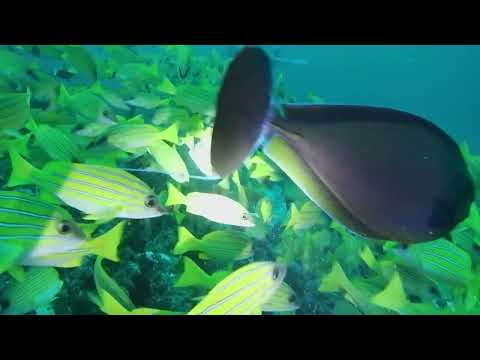 Zdenka & Chris 2022 Elaidhoo Malediven