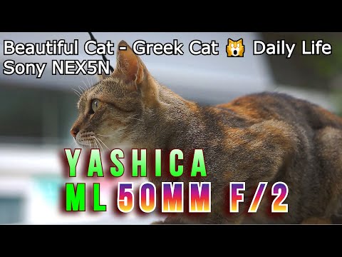 Sony NEX-5N -Yashica lens ML 50mm 1:2 @2   Beautiful Cat C/Y adapted to NEX  royalty free video clip