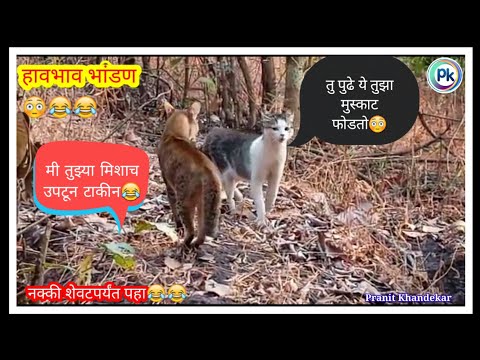 funny cats videos#faceexpression#cat#cats#catsvideo#catlover