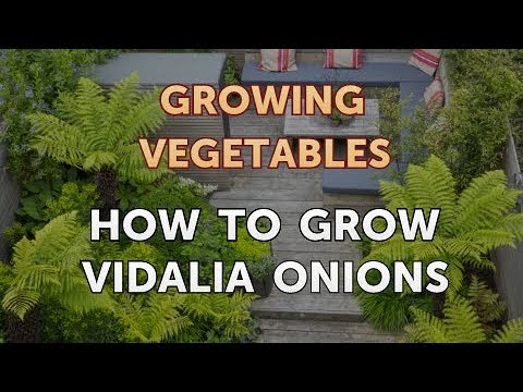 When to Pick Hungarian Hot Wax Peppers