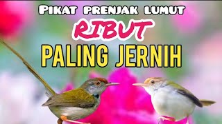 Download lagu Suara Prenjak Lumut Ribut Paling Jernih mp3 Download lagu Suara Prenjak Lumut Ribut Paling Jernih mp3