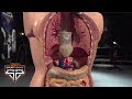 The Science Behind Competitive Eating | Sport Science | ESPN Archives