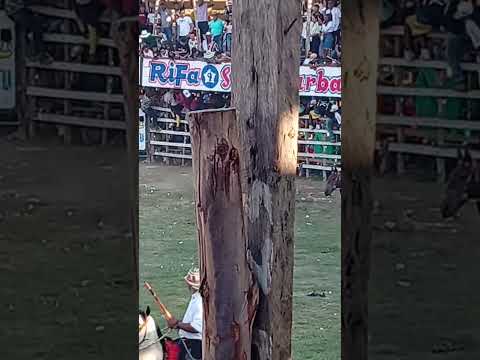 toros pinto Magdalena