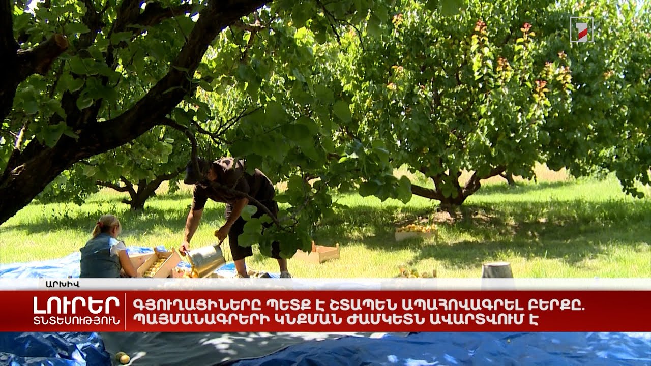 Գյուղացիները պետք է շտապեն ապահովագրել բերքը. պայմանագրերի կնքման ժամկետն ավարտվում է