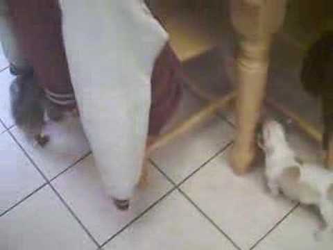 Biscuit and Ness . sneakin and chasin