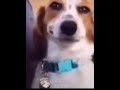 What Da Dog Doing