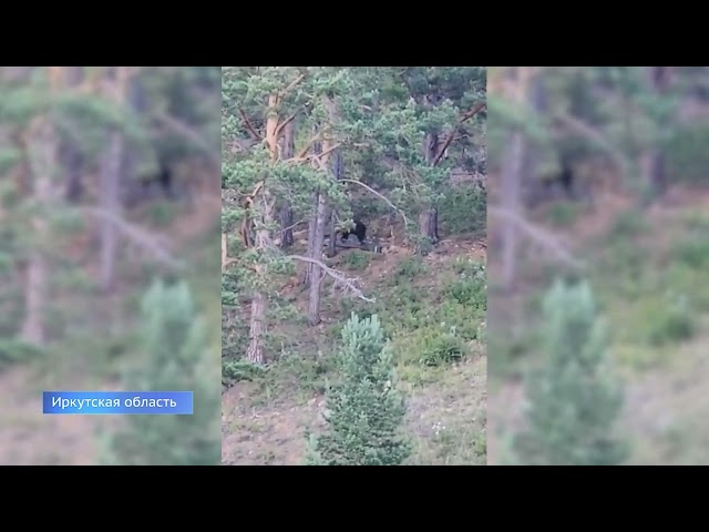 Медведь на Большой Байкальской тропе