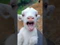 Goat Sound Viral Youtubeshorts Shorts Sound