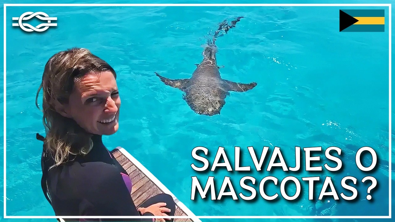 ARE SHARKS LURKING? We swim with pigs and dive in James Bond's cave | Ep. 64 - Chez Team