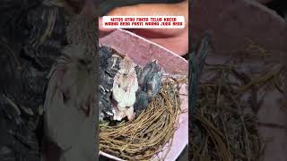 Download lagu burung Kacer albino minus sedikit murah meriah #burung #mangkicauoffecial #birds #burungkicaudialam mp3 Download lagu burung Kacer albino minus sedikit murah meriah #burung #mangkicauoffecial #birds #burungkicaudialam mp3