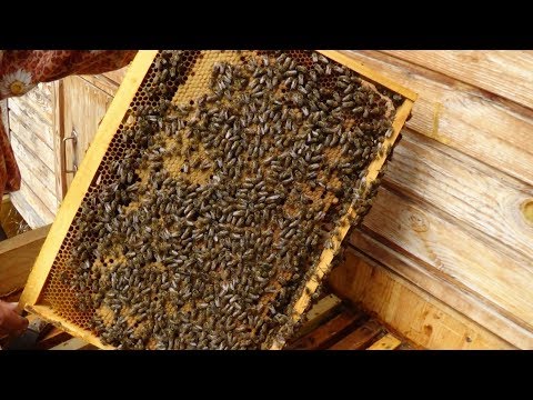 Потрава пчёл перед главным взятком, пасика летом