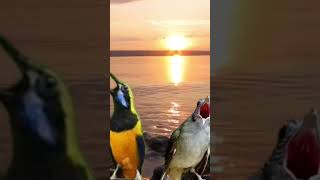 Download lagu masteran cucak cungkok vs kapas tembak#masteranburungmurai #birds #murai batu#vidio shot mp3