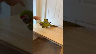 Bang! Great Green Macaw Play Dead Trick