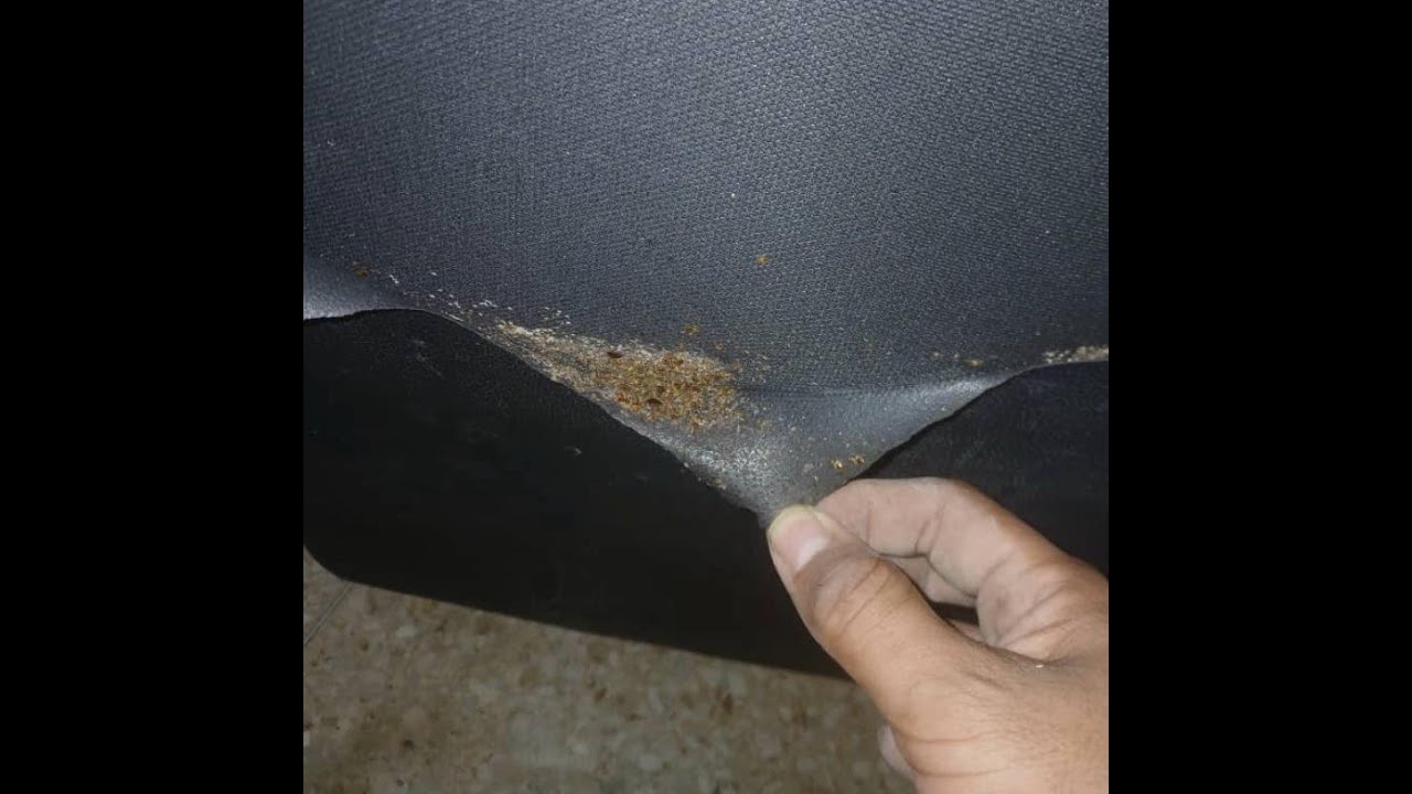 Chinches en el Hospital Psiquiátrico de Santa Clara