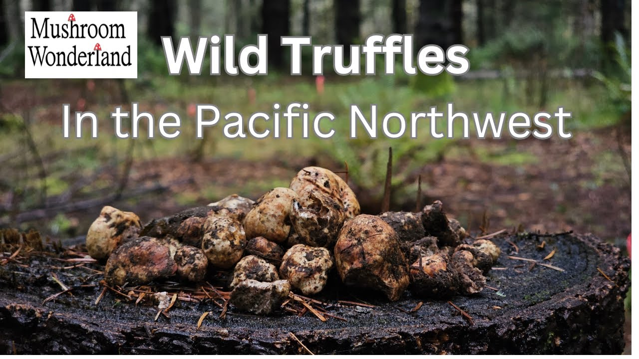 Pacific Northwest Truffle Hunting! December Whites and Blacks
