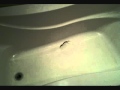 Tubby S Tub And Tile