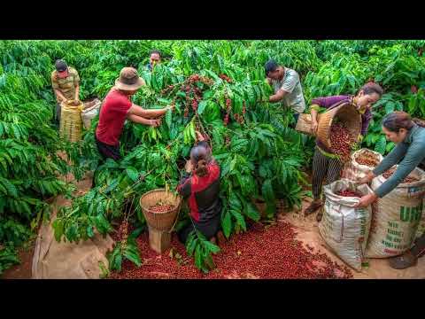 CapheNhe_Vid029 Điểm tin Dự báo Hợp đồng Kỳ hạn Thế giới Cà phê Phần cuối Latte Art Động vật Sóc